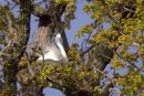 Little_Egret